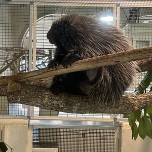Jun. 2023- North American porcupine