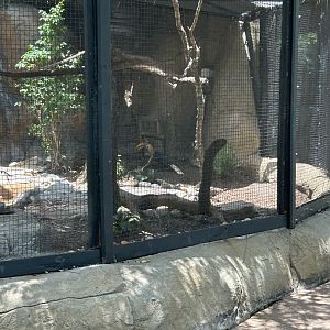 Jun. 2023- Knobbed hornbill