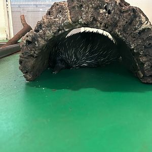 Jun. 2023- Short-beaked echidna