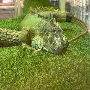 Jun. 2023- Green iguana