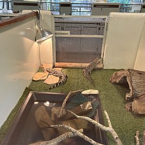 Jun. 2023- Juvenile American alligators