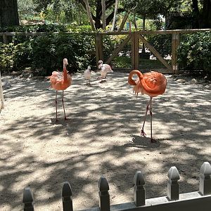 Jun. 2023- American flamingos and Lesser flamingos