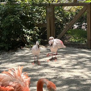 Jun. 2023- Lesser flamingos and American flamingo