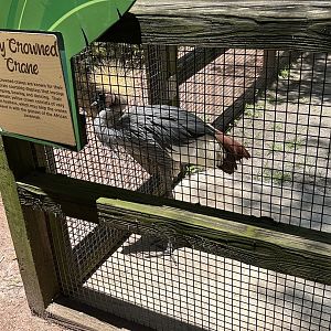 Jun. 2023- Grey crowned crane