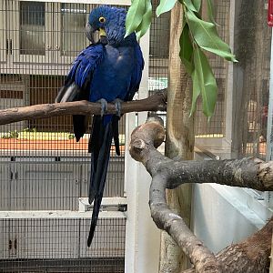 Jun. 2023- Hyacinth macaw