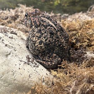 Jun. 2023- Southern toad