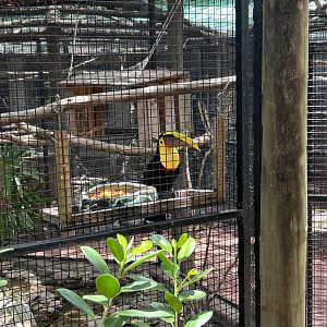 Jun. 2023- Swainson’s toucan