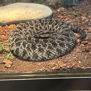 Jun. 2023- Dusky pygmy rattlesnake