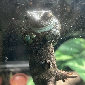 Jun. 2023- Amazon milk frog