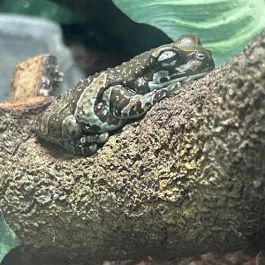 Jun. 2023- Amazon milk frog