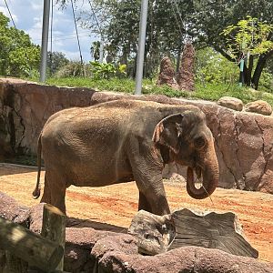 Jun. 2023- Indian elephant