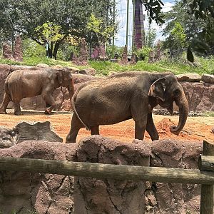 Jun. 2023- Indian elephants