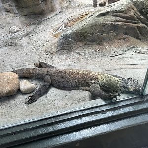 Jun. 2023- Komodo dragon