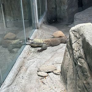 Jun. 2023- Komodo dragon