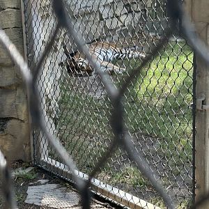 Jun. 2023- Generic tiger