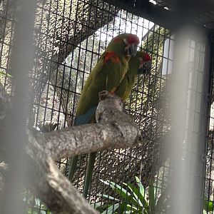 Jun. 2023- Red-fronted macaws