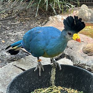 Jun. 2023- Great blue turaco
