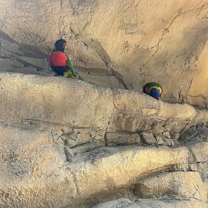 Jun. 2023- Scarlet-breasted lorikeet and Rainbow lorikeet