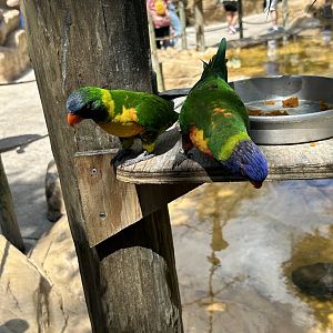 Jun. 2023- Rainbow lorikeets