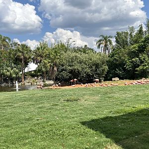 Jun. 2023- American flamingos