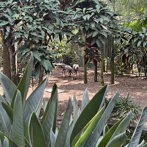 Jun. 2023- Demoiselle cranes