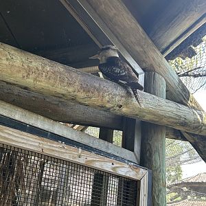 Jun. 2023- Laughing kookaburra