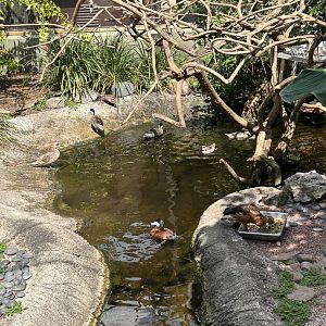 Jun. 2023- Ruddy ducks, Puna teals, Marbled teal, and Fulvous whistling duck