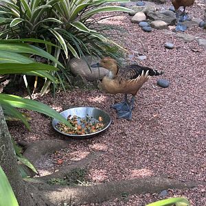 Jun. 2023- Fulvous whistling duck