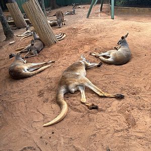 Jun. 2023- Red kangaroos
