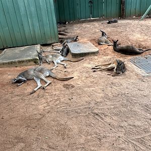 Jun. 2023- Western grey kangaroos, Eastern grey kangaroos, and Common wallaroo