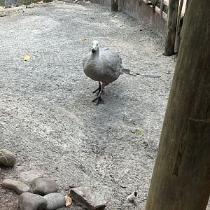 Jun. 2023- Cape Barren goose