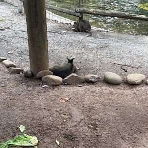 Jun. 2023- Tammar wallabies
