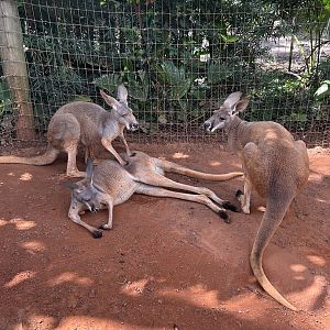 Jun. 2023- Red kangaroos
