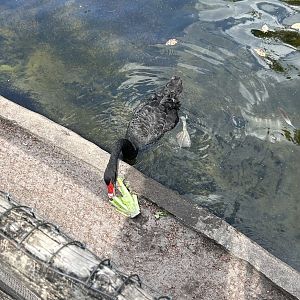 Jun. 2023- Black swan