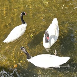 Jun. 2023- Black-necked swans