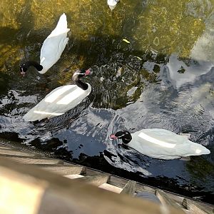 Jun. 2023- Black-necked swans