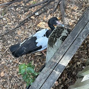 Jun. 2023- Magpie goose
