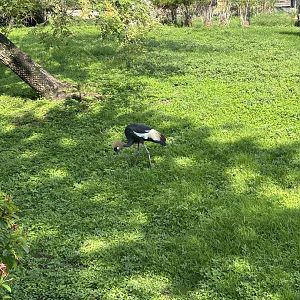 Jun. 2023- Black crowned crane