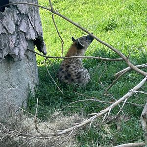 Jun. 2023- Spotted hyena
