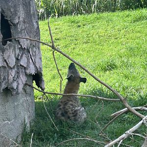 Jun. 2023- Spotted hyena