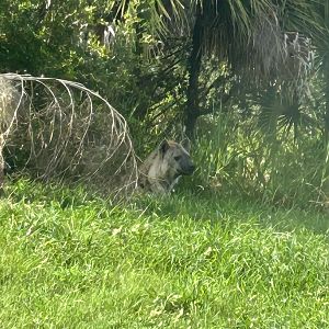 Jun. 2023- Spotted hyena