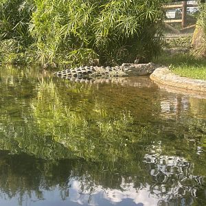 Jun. 2023- Nile crocodile