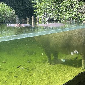 Jun. 2023- Common hippopotamus and various African cichlids