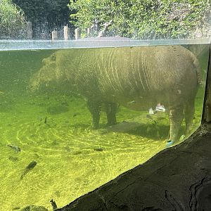 Jun. 2023- Common hippopotamus and various African cichlids