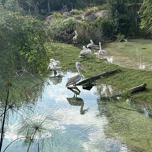 Jun. 2023- Dalmatian pelicans
