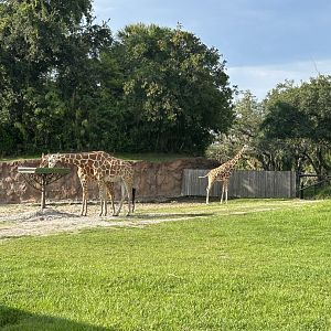 Jun. 2023- Generic giraffes