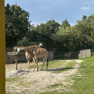Jun. 2023- Generic giraffes and Common eland