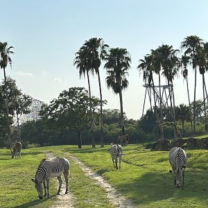 Jun. 2023- Grevy’s zebras