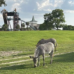 Jun. 2023- Grevy’s zebras