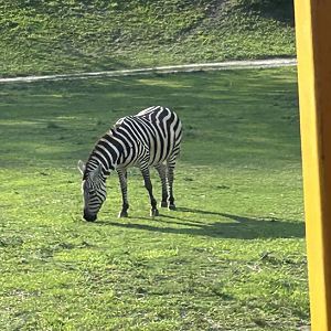 Jun. 2023- Grant’s zebra